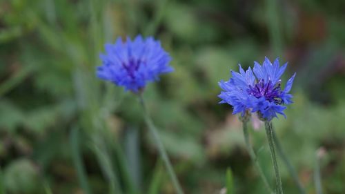 Close-up of purple flowering plants on field