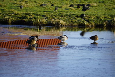 Ducks swimming in lake