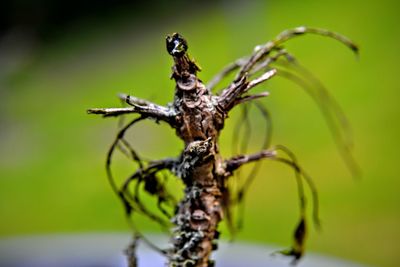 Close-up of dead plant