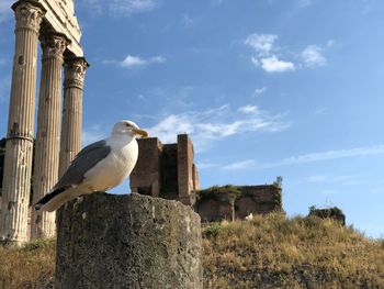 Low angle view of seagull perching on wooden post