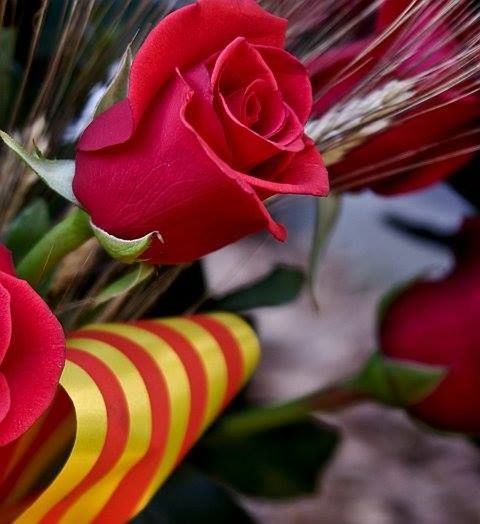 CLOSE-UP OF RED FLOWERS BLOOMING