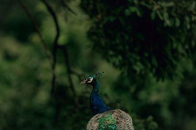 Close-up of peacock