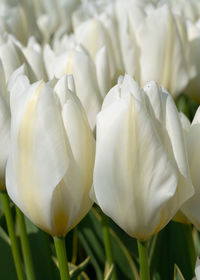 Tulip, close-up of white flowering plant