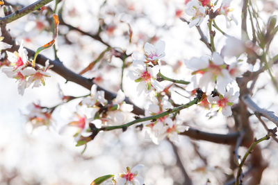 Blossoming of cherry flowers in winter time, natural floral seasonal background. malta, gozo island.