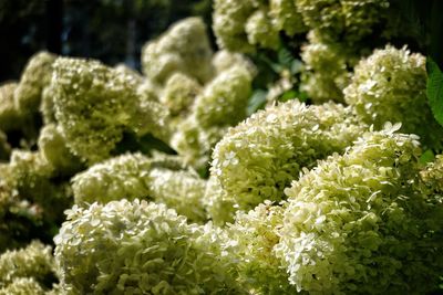 Close-up of green plant