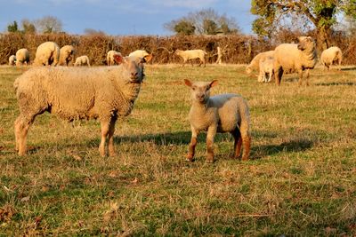 Sheep on field