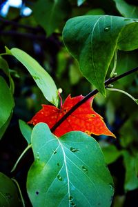 Close-up of maple leaves