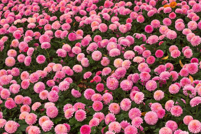 Full frame shot of pink flowering plants