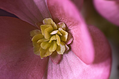 Close-up of fresh pink flower blooming outdoors