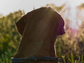 Close-up of a dog looking away