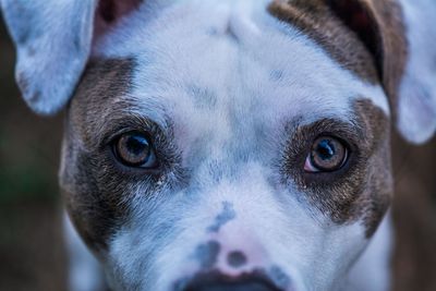 Close-up of portrait of american bulldog