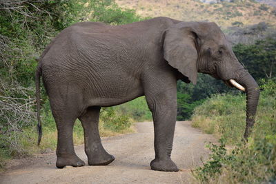 Side view of elephant in forest