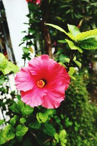 Close-up of pink hibiscus flower