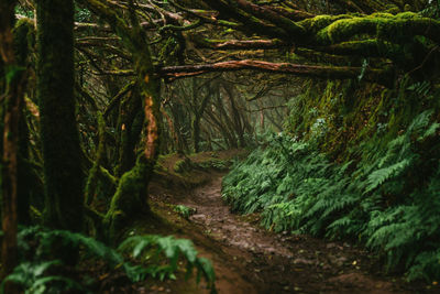 Footpath through dense laurel forest or laurisilva, laurissilva on spanish island tenerife