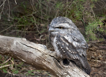 Tawny frogmouth perching on wood