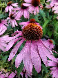 Close-up of pink flowers