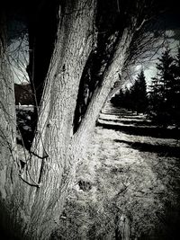 Low angle view of trees