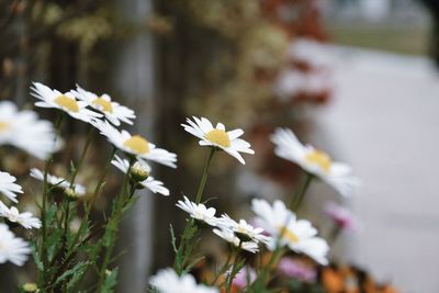 Close-up of white flowers blooming outdoors