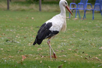 Bird perching on a field