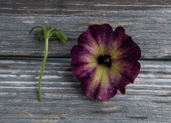 High angle view of purple flower on table