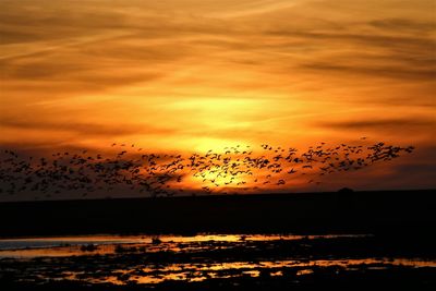 Flock of birds in sky during sunset