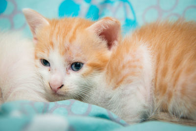 Close-up of ginger cat