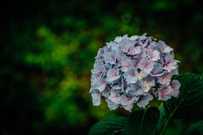 Close-up of flowers blooming outdoors