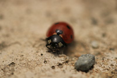 animal wildlife
