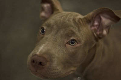 Close up portrait of an adorable, playful purebred american pit bull four month old.