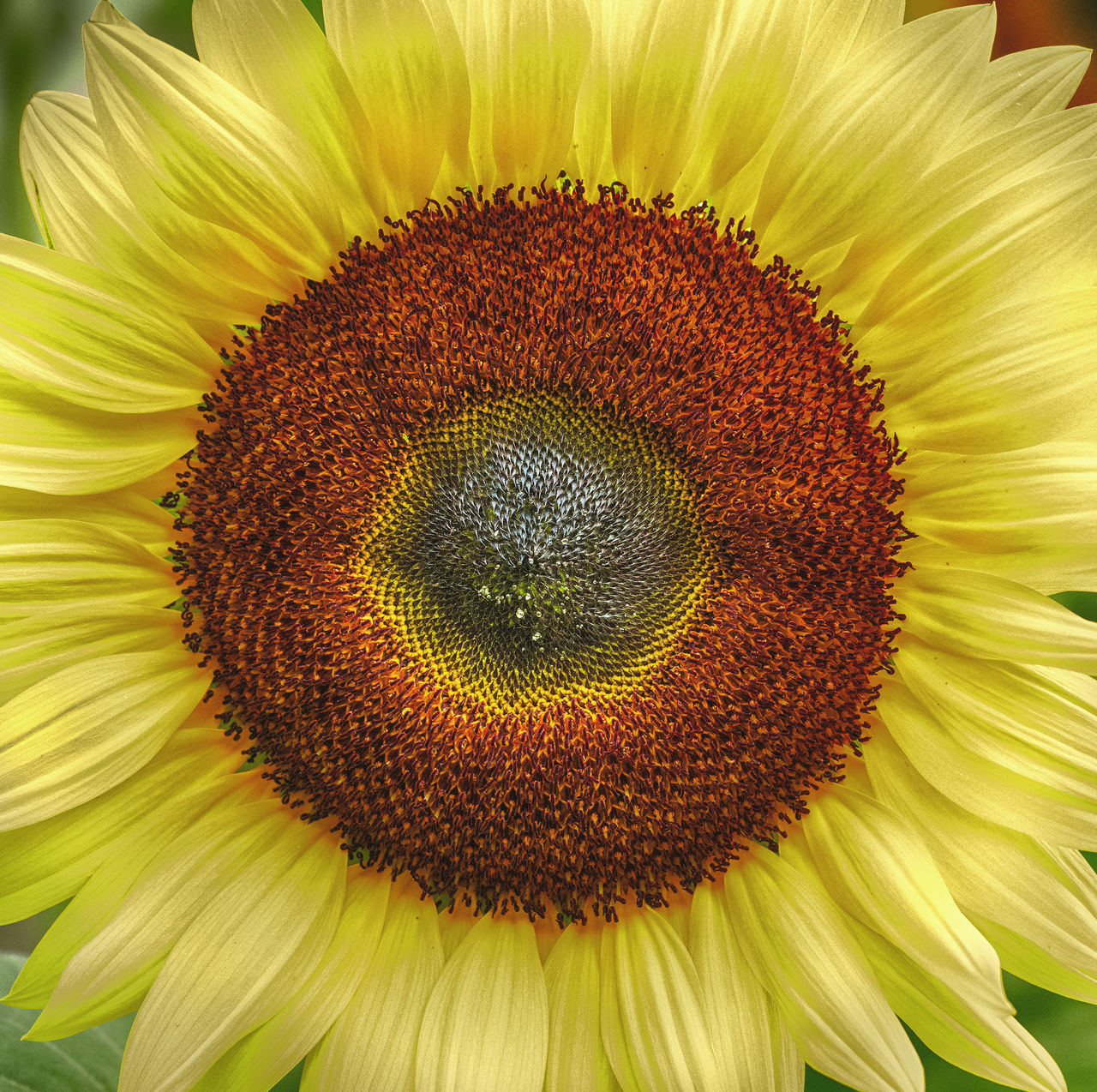 FULL FRAME SHOT OF SUNFLOWER ON PLANT