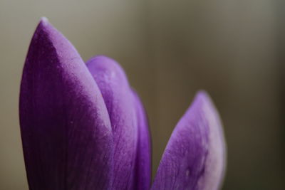 Close-up of purple crocus