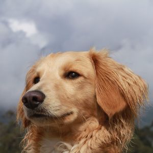 Close-up of dog looking away