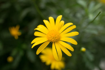 Close-up of yellow flower