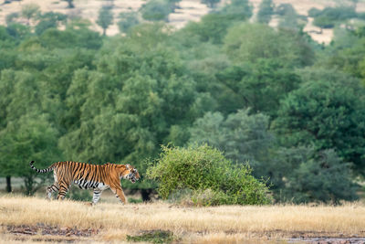 Zebras on a field