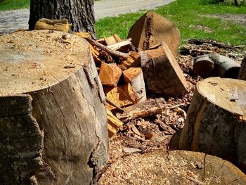 Stack of logs on field in forest