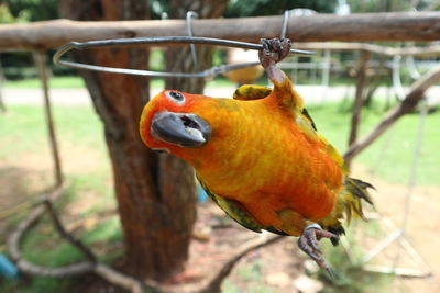 Close-up of bird perching on tree