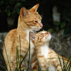 Close-up of a cat looking away