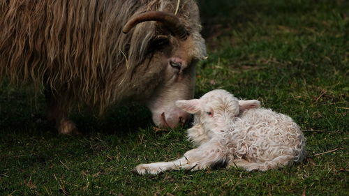 Sheep with lamb on field