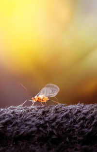 Close-up of insect on black fabric