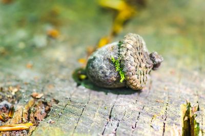 Close-up of lizard on wood