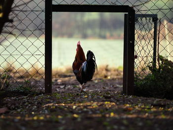 Close-up of rooster on field against sky