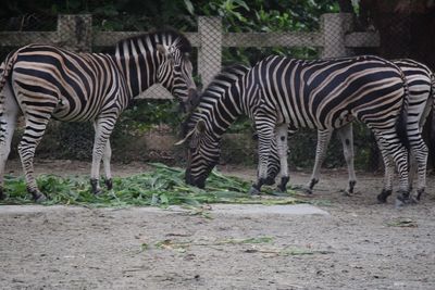 Zebras standing in a park