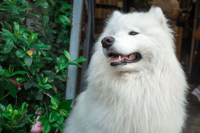 A profile of a cute white pet dog during the day