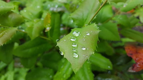 Close-up of wet leaves