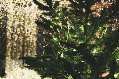 Close-up of christmas tree