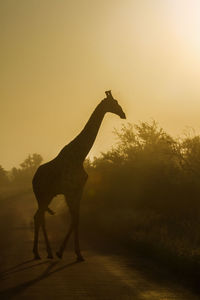 Giraffe on road against sky during sunset