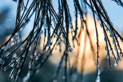 Close-up of frozen plants against sky