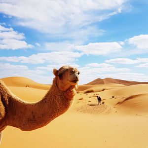 Lion on sand dune in desert against cloudy sky