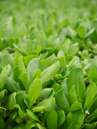 Full frame shot of fresh green plants