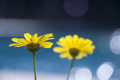 Close-up of yellow flowers